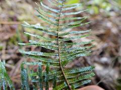 Gleichenia ×punctulata