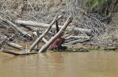 Pongo pygmaeus wurmbii