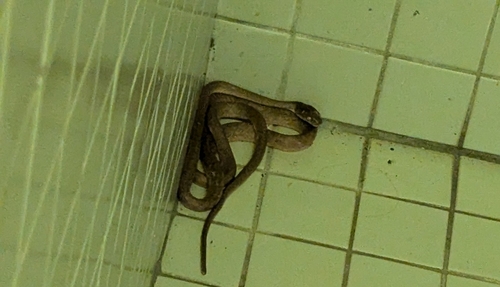 Brown Tree Snake sighting