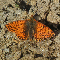 Boloria napaea