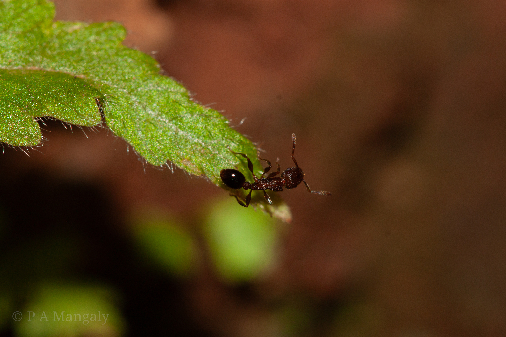 Tetramorium petiolatum