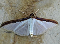 Cydalima laticostalis