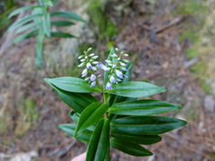 Veronica macrocarpa