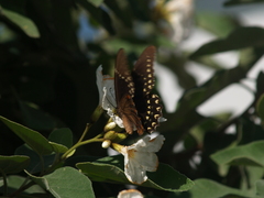 Papilio menatius victorinus