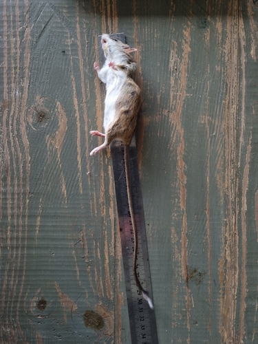 Mozambique Thicket Rat (Grammomys cometes) — Least Concern Mammalia