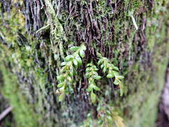 Tmesipteris lanceolata