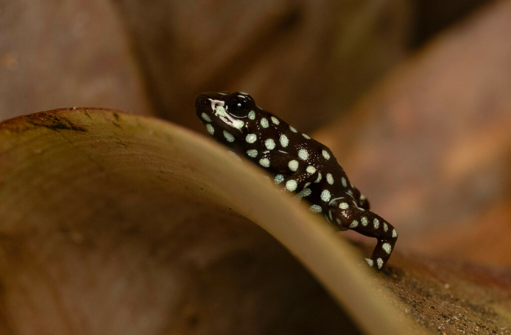 Marañón Poison Frog