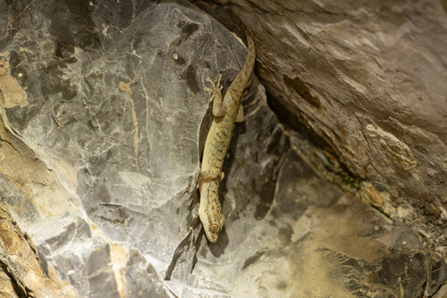 Peters' Leaf-toed Gecko, Phyllodactylus reissii