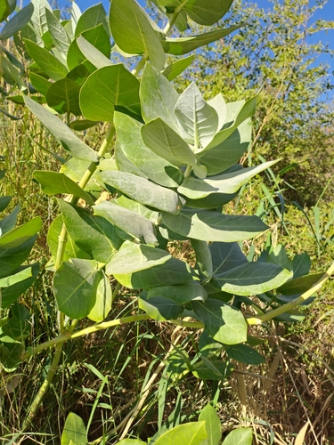 Foto de Flor-de-seda