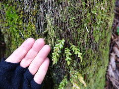 Tmesipteris lanceolata