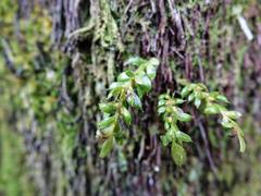 Tmesipteris lanceolata