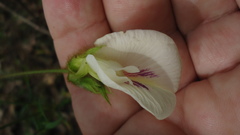 Clitoria falcata