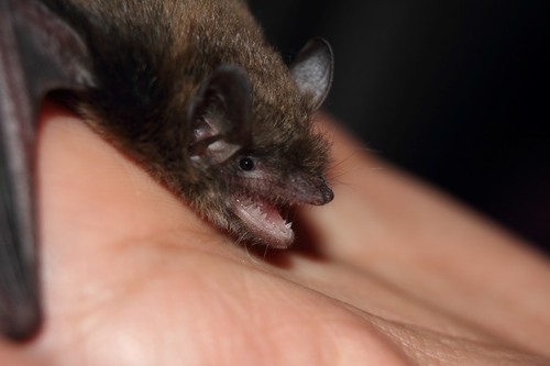 flat-headed myotis