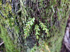 Tmesipteris lanceolata