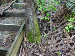 Tmesipteris lanceolata