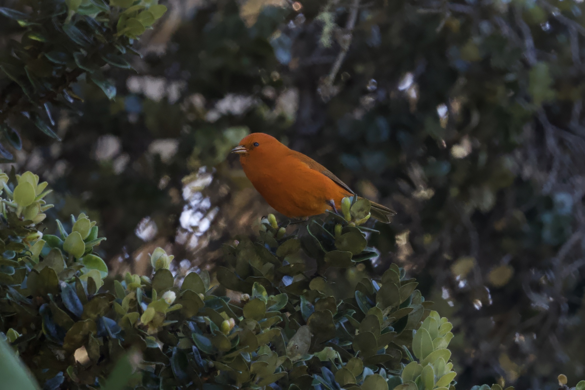 Hawaii Akepa (Loxops coccineus), photo 3