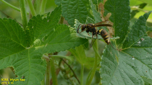 Polistes snelleni photo 4