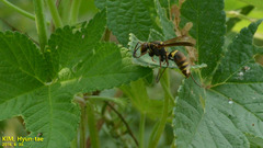 Polistes snelleni