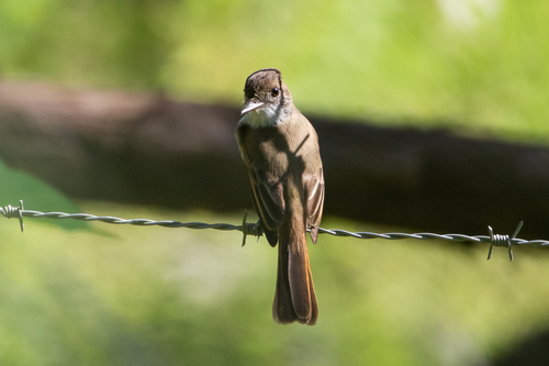 Yucatan Flycatcher (Myiarchus yucatanensis), photo 9