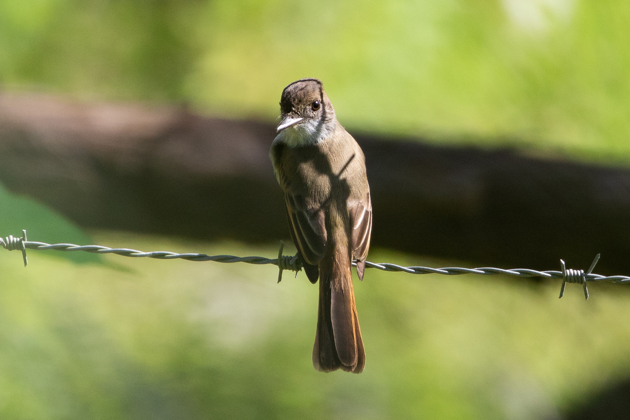 Yucatan Flycatcher (Myiarchus yucatanensis), photo 2