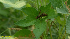 Polistes snelleni