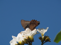Papilio menatius victorinus
