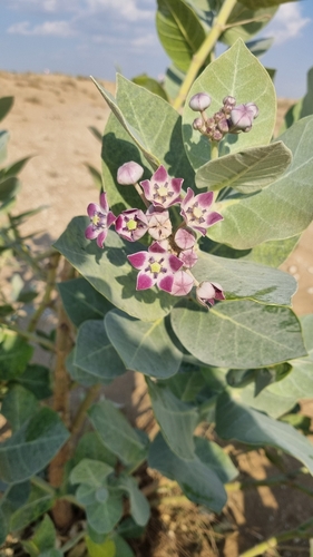 Foto de Flor-de-seda