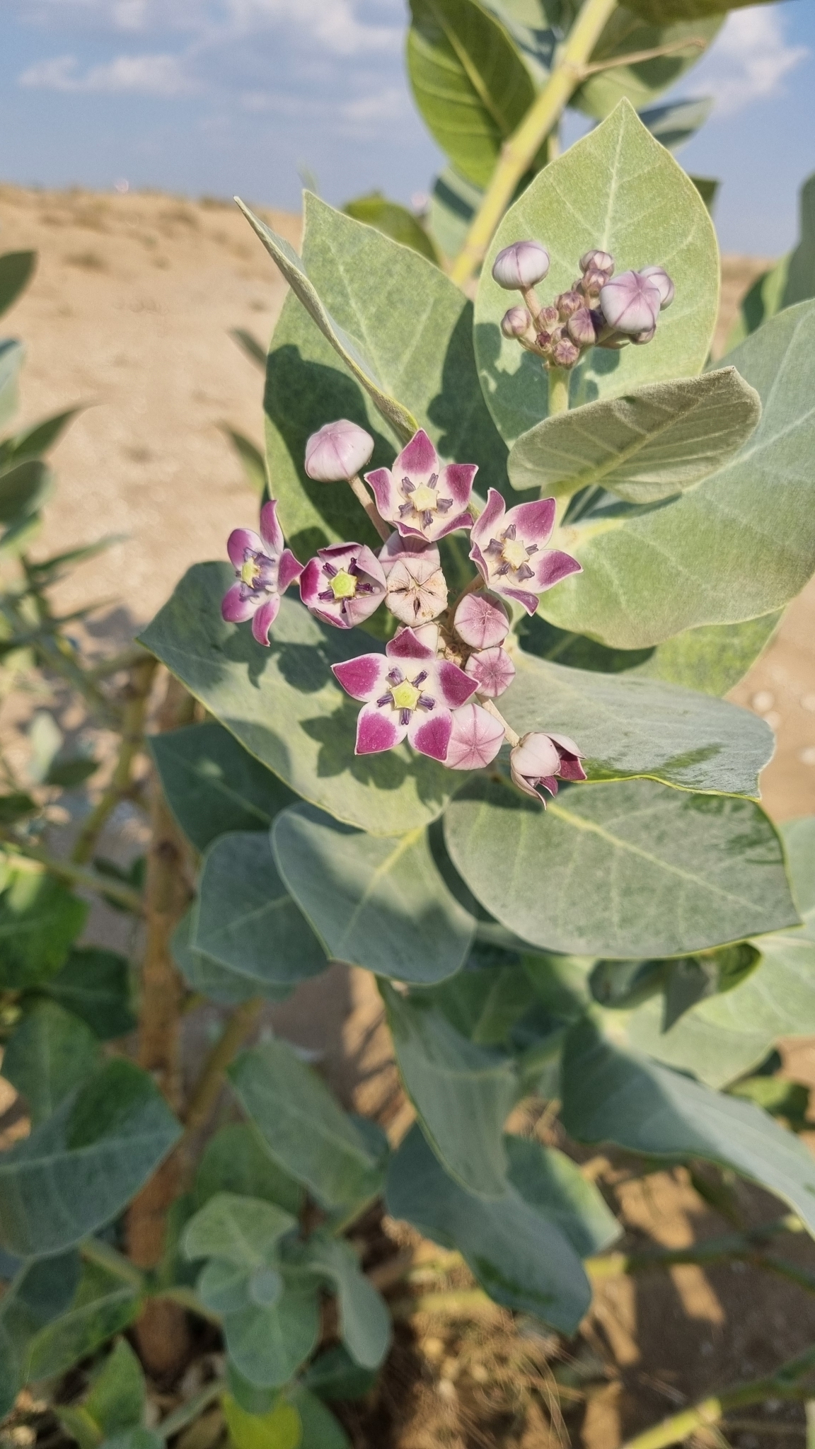 Imagem de Flor-de-seda