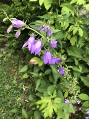 Campanula rapunculoides