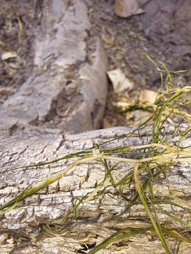 Image of Zannichellia palustris by (c) Oscar C. González Martínez, some rights reserved (CC BY-SA)