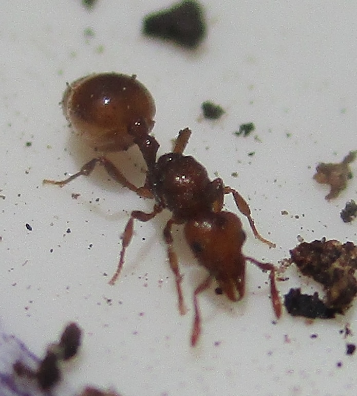Mesostruma eccentrica