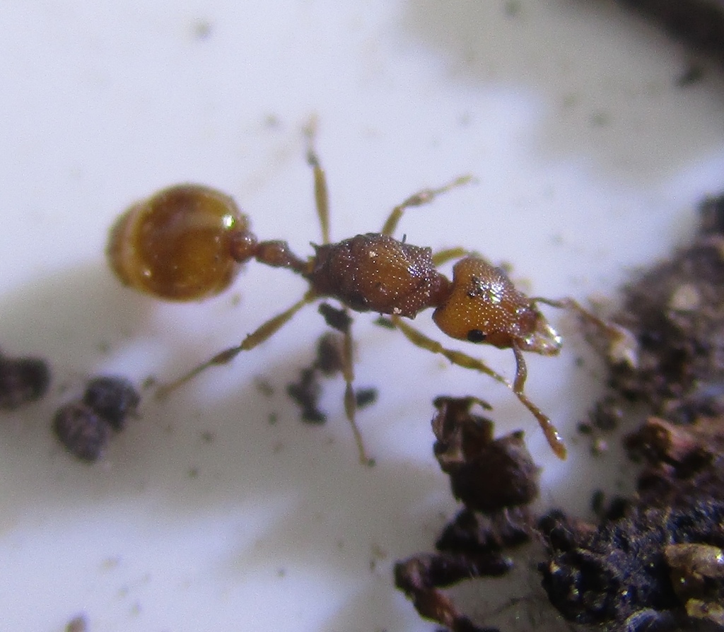 Mesostruma eccentrica