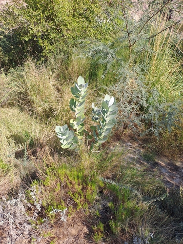 Foto de Flor-de-seda