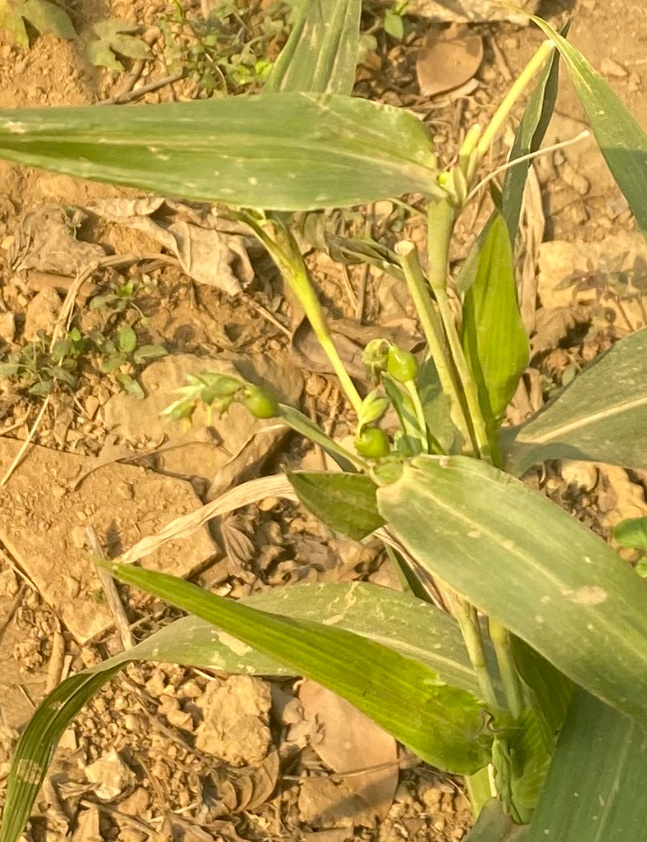 Coix lacryma-jobi — ảnh 3