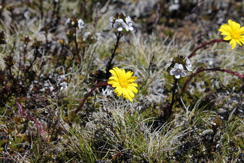 Image of Scapisenecio pectinatus by (c) Stella Fish, some rights reserved (CC BY)