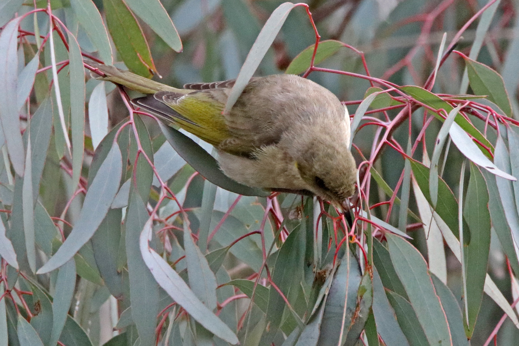 Fuscous Honeyeater from Jerrabomberra Wetlands, ACT, Australia on July ...