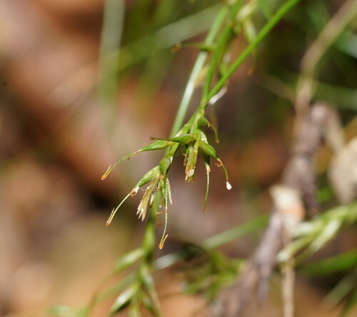 Carex austrotenella observed 2025-01-03