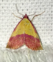 Phytometra rhodarialis