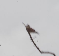Falco sparverius