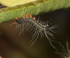Bombycomorpha bifascia