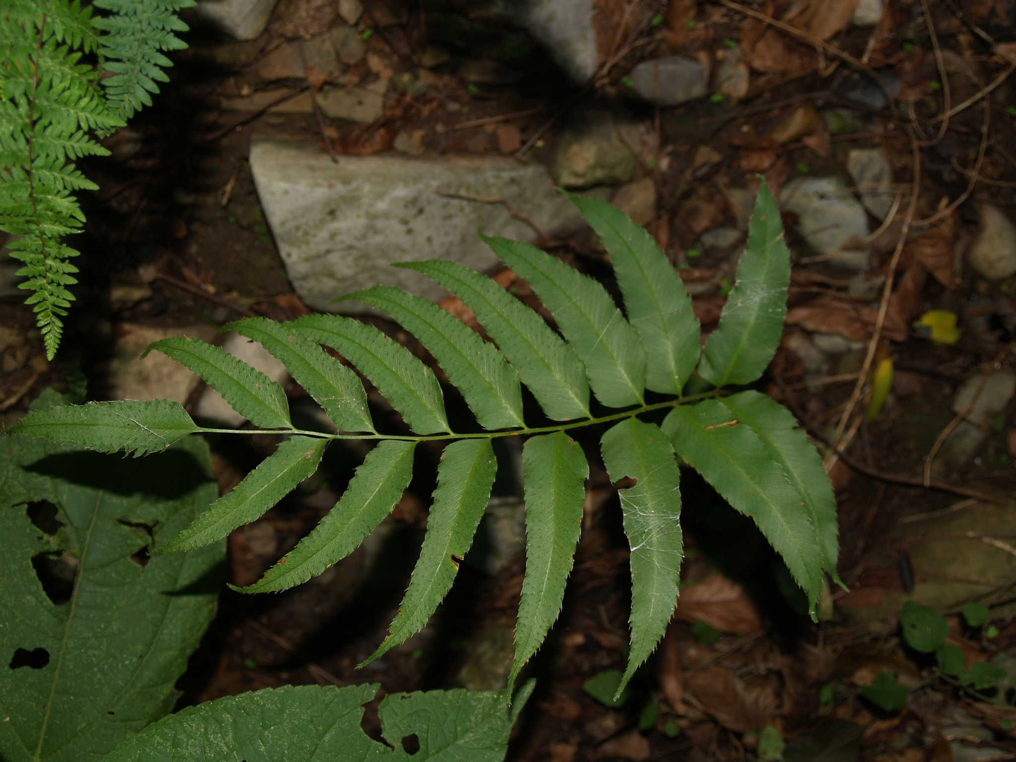 Phanerophlebia