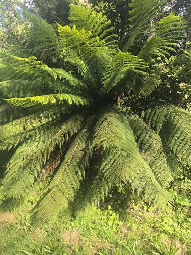 Foto de Xaxim