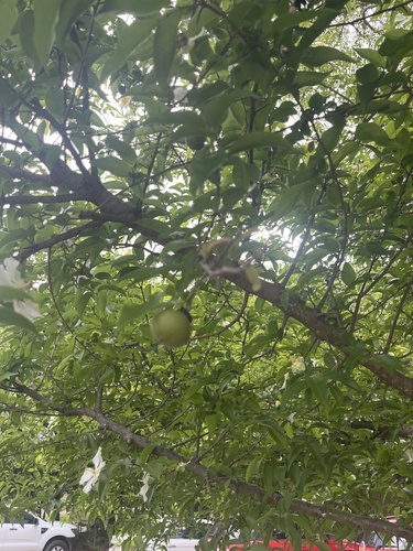 Foto de Fruta-de-macaco