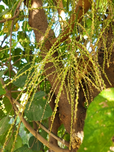 Alchornea cordifolia