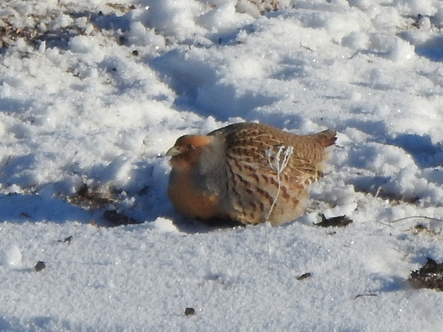Daurian Partridge (Perdix dauurica)
