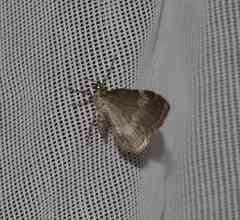 Perizoma alchemillata