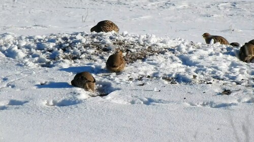 Daurian Partridge (Perdix dauurica), photo 7