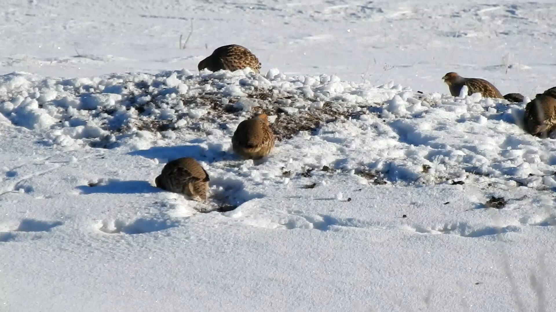 Daurian Partridge (Perdix dauurica), photo 7