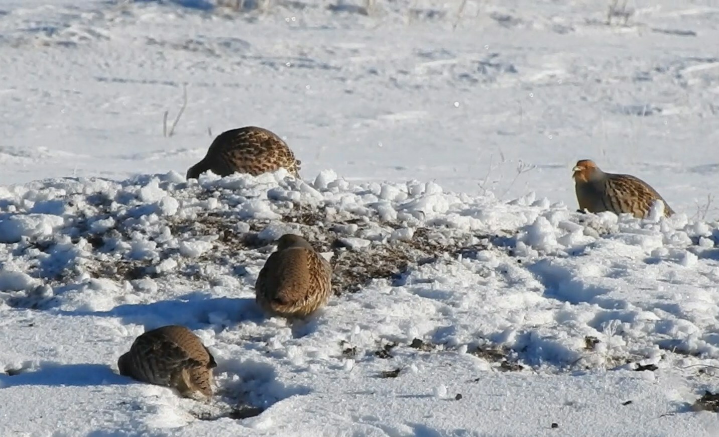 Daurian Partridge (Perdix dauurica), photo 9
