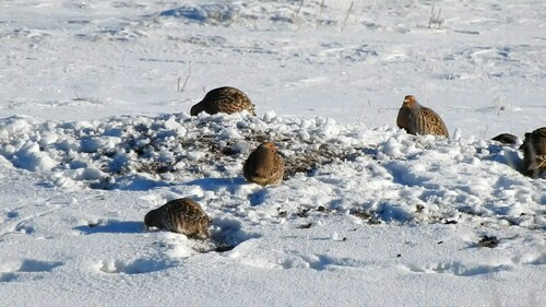 Daurian Partridge (Perdix dauurica), photo 10
